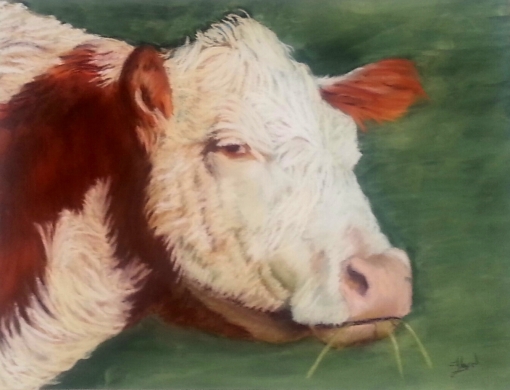 Ouray County Hereford #9 11x14 $350